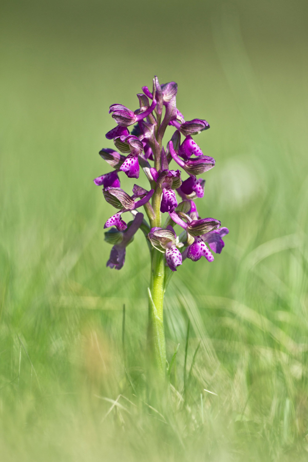 Anacamptis morio